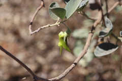 Crotalaria cunninghamii