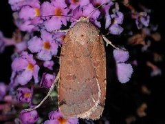 Abagrotis cupida
