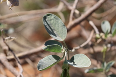 Crotalaria cunninghamii