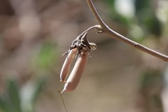 Crotalaria cunninghamii