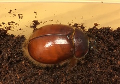 Pleocoma octopagina