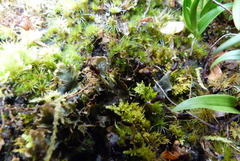 Peltigera dolichorhiza