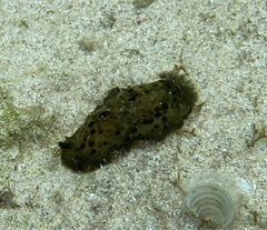 Dendrodoris krebsii