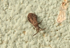 Scolopocerus secundarius
