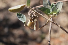 Crotalaria cunninghamii