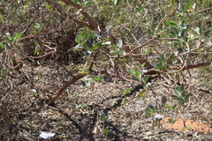 Crotalaria cunninghamii