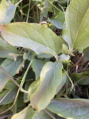 Amphilophium buccinatorium