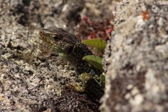 Timon lepidus ibericus