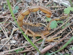 Buthus ibericus