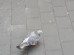 Columba livia domestica