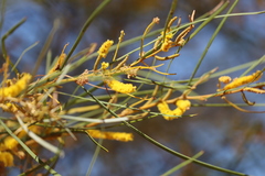 Acacia eriopoda