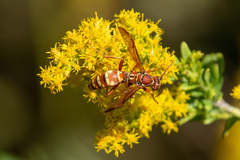 Polistes apachus