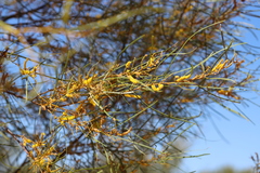 Acacia eriopoda