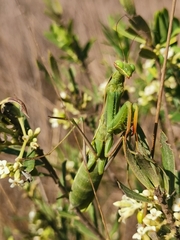 Mantis religiosa religiosa