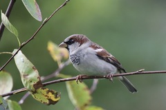 Passer domesticus