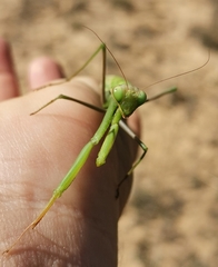 Mantis religiosa religiosa