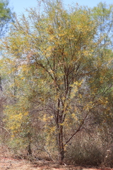 Acacia eriopoda