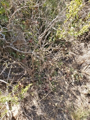 Ribes divaricatum pubiflorum