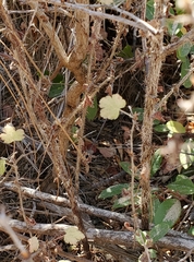 Ribes divaricatum pubiflorum