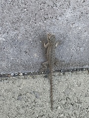 Sceloporus occidentalis