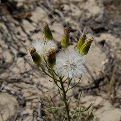 Senecio blochmaniae