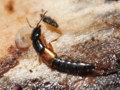 Nudobius lentus