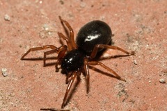 Paratrachelas maculatus
