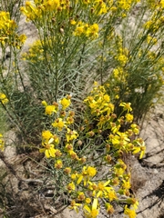 Senecio blochmaniae