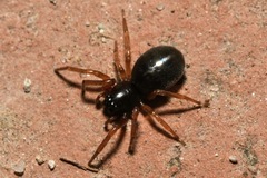 Paratrachelas maculatus