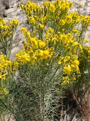 Senecio blochmaniae