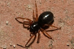 Paratrachelas maculatus