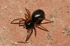 Paratrachelas maculatus