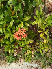 Ixora