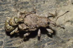 Brachyolus punctatus