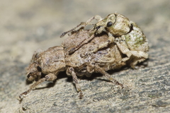 Brachyolus punctatus