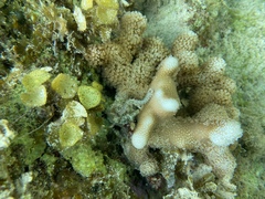 Hermodice carunculata