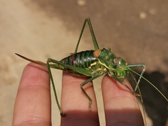 Steropleurus andalusius