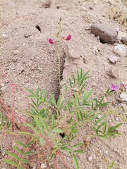 Tephrosia vicioides