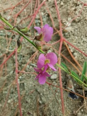 Tephrosia vicioides