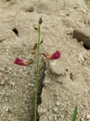 Tephrosia vicioides