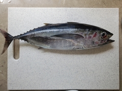 Thunnus atlanticus
