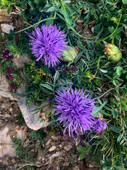 Carthamus mitissimus