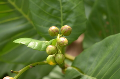 Dillenia suffruticosa