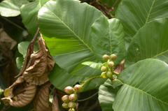 Dillenia suffruticosa