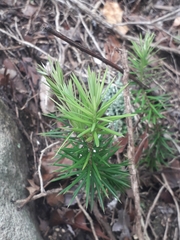 Leptecophylla juniperina