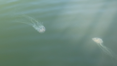 photo of Spotted Jelly (Desmonema gaudichaudi)