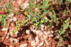 Melhania oblongifolia