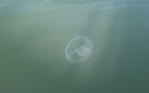 photo of Moon Jellies (Aurelia)