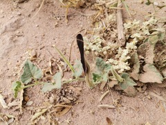 Aristolochia wrightii