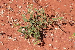 Melhania oblongifolia